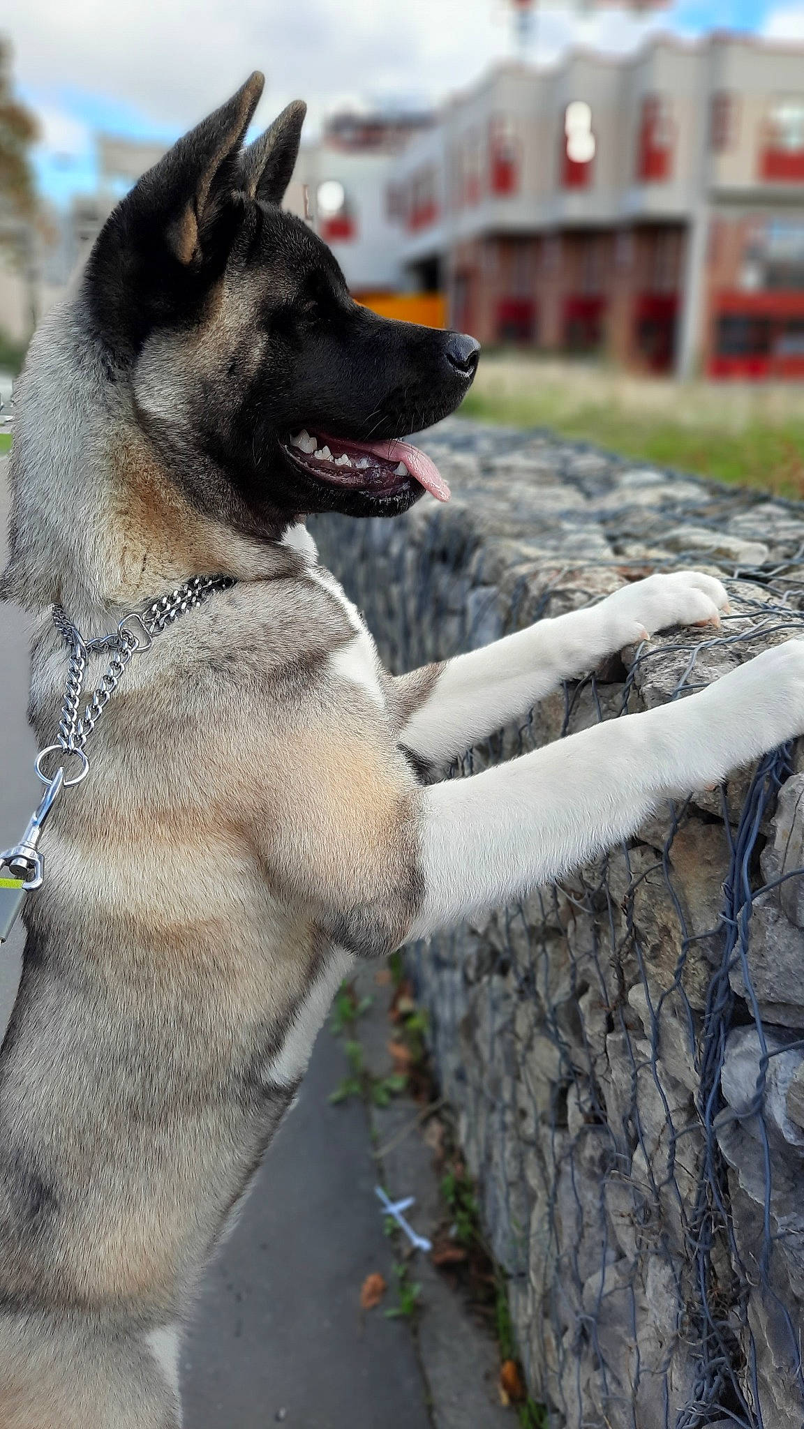 Roxanne participe au concours pour gagner de l'argent avec cette photo : akita, belgian_shepherd, belgian_shepherd_malinois, black_norwegian_elkhound, canidae, carnivore, dog, dog_breed, east_european_shepherd, fawn, jamthund, kunming_wolfdog, mammal, norwegian_elkhound, police_dog, rare_breed_dog, shiloh_shepherd_dog, snout, vertebrate
