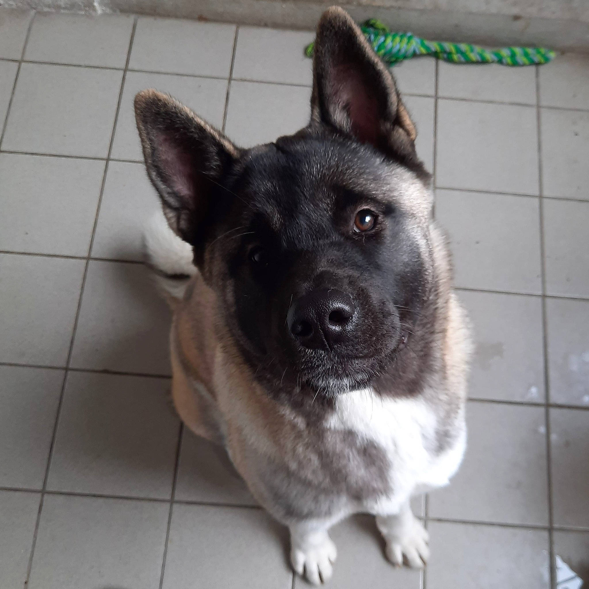 Roxanne a rejoint le concours — aidez-le/la à gagner de superbes lots ! akita, black_norwegian_elkhound, canaan_dog, canidae, carnivore, dog, dog_breed, formosan_mountain_dog, mammal, norwegian_elkhound, rare_breed_dog, snout, vertebrate