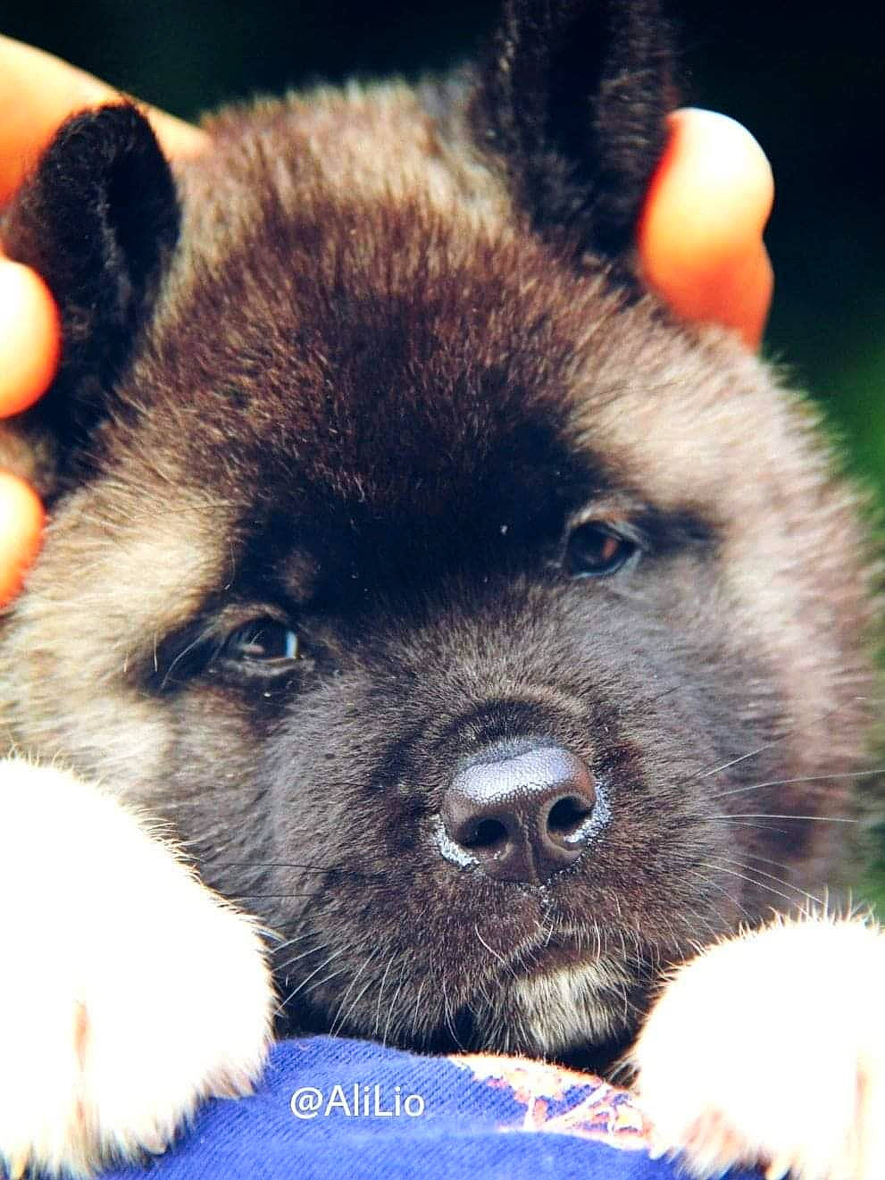 Roxanne participe au concours pour gagner de l'argent avec cette photo : akita, ancient_dog_breeds, canidae, carnivore, caucasian_shepherd_dog, companion_dog, dog, dog_breed, eurasier, fawn, mammal, nose, puppy, snout, vertebrate
