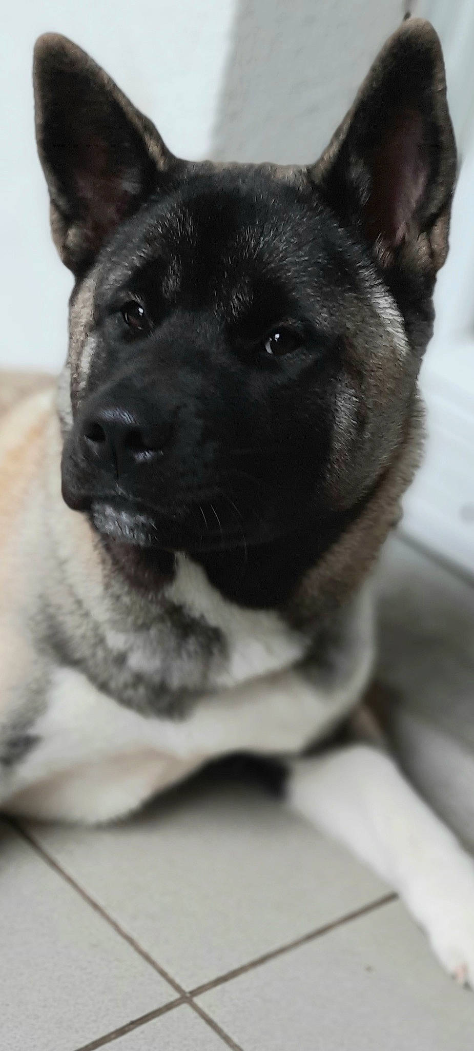 Roxanne participe au concours pour gagner de l'argent avec cette photo : akita, black_norwegian_elkhound, canidae, carnivore, dog, dog_breed, mammal, norwegian_elkhound, puppy, rare_breed_dog, snout, vertebrate, working_dog