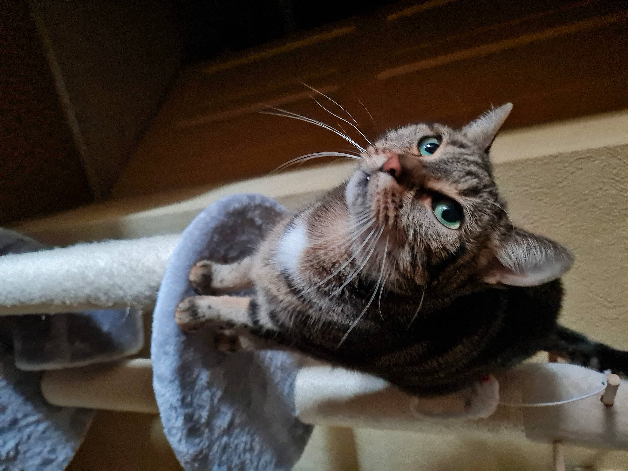 Nebula participe au concours pour gagner de l'argent avec cette photo : carnivore, cat, claw, comfort, domestic_short_haired_cat, fashion_accessory, felidae, fur, paw, small_to_medium_sized_cats, tail, thread, whiskers