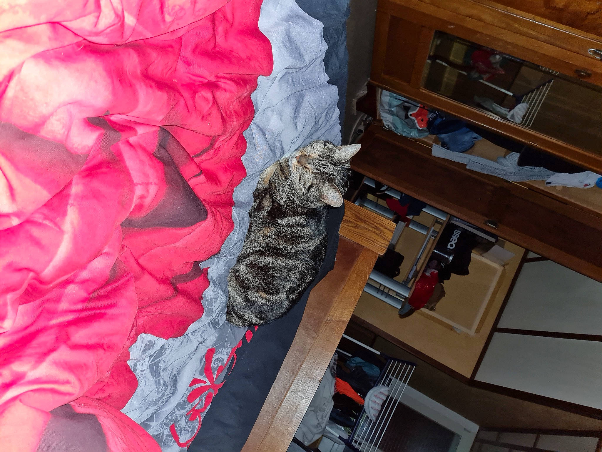 Nebula participe au concours pour gagner de l'argent avec cette photo : art, bookcase, cabinetry, carmine, cat, domestic_short_haired_cat, felidae, flooring, fur, hardwood, linens, room, shelf, shelving, small_to_medium_sized_cats, sportswear, table, tail, wood, wood_stain