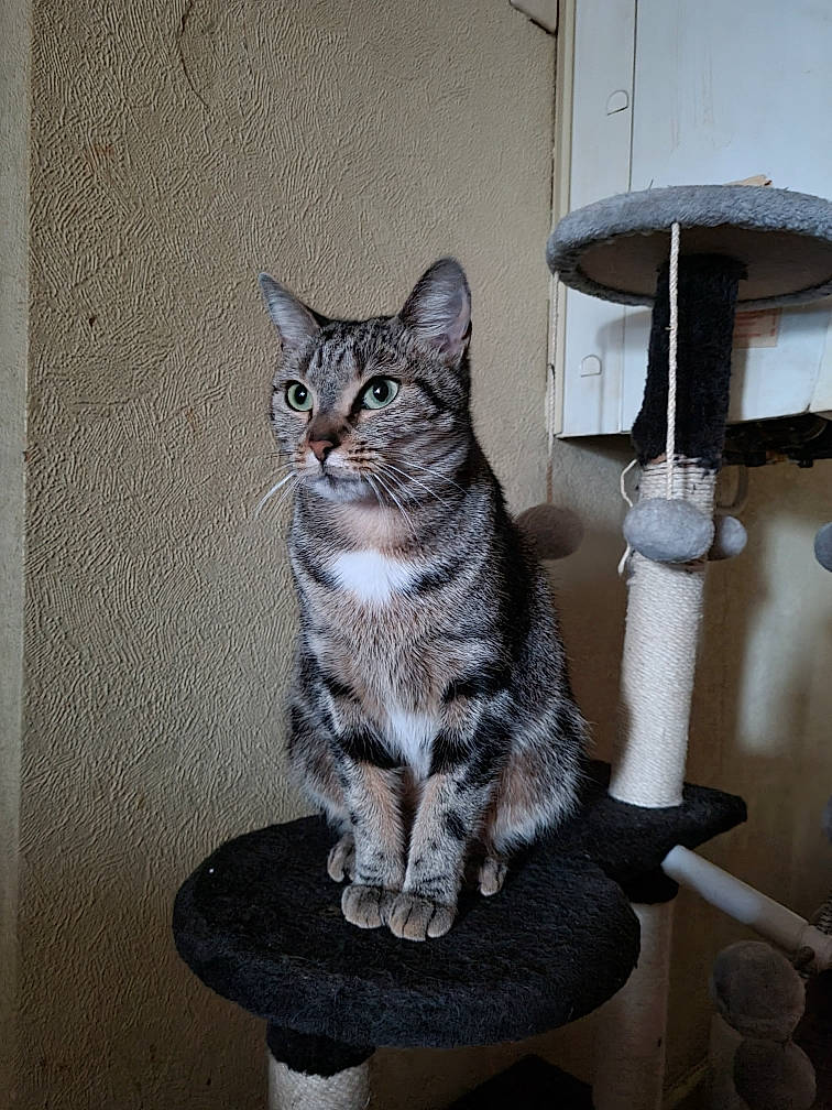 Nebula a rejoint le concours — aidez-le/la à gagner de superbes lots ! carnivore, cat, cat_furniture, cat_supply, domestic_short_haired_cat, felidae, fur, grey, lamp, paw, pet_supply, shelf, small_to_medium_sized_cats, snout, tail, terrestrial_animal, whiskers, wood