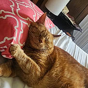 Peaches joined the competition — help win amazing prizes! cat, ginger_cat, sleeping, bed, pillow, pink_pillow, white_bed, cozy, feline, resting, indoor, wood_paneling, lamp, cute, pet, fur, relaxed, home, animal, whiskers
