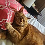 cat, ginger_cat, sleeping, bed, pillow, pink_pillow, white_bed, cozy, feline, resting, indoor, wood_paneling, lamp, cute, pet, fur, relaxed, home, animal, whiskers