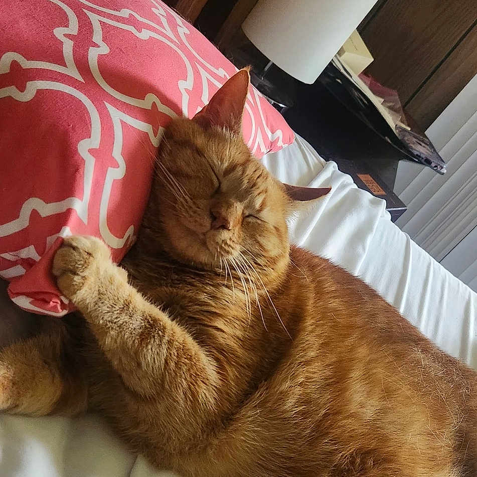 Peaches joined the competition — help win amazing prizes! animal, bed, cat, cozy, cute, feline, fur, ginger_cat, home, indoor, lamp, pet, pillow, pink_pillow, relaxed, resting, sleeping, whiskers, white_bed, wood_paneling