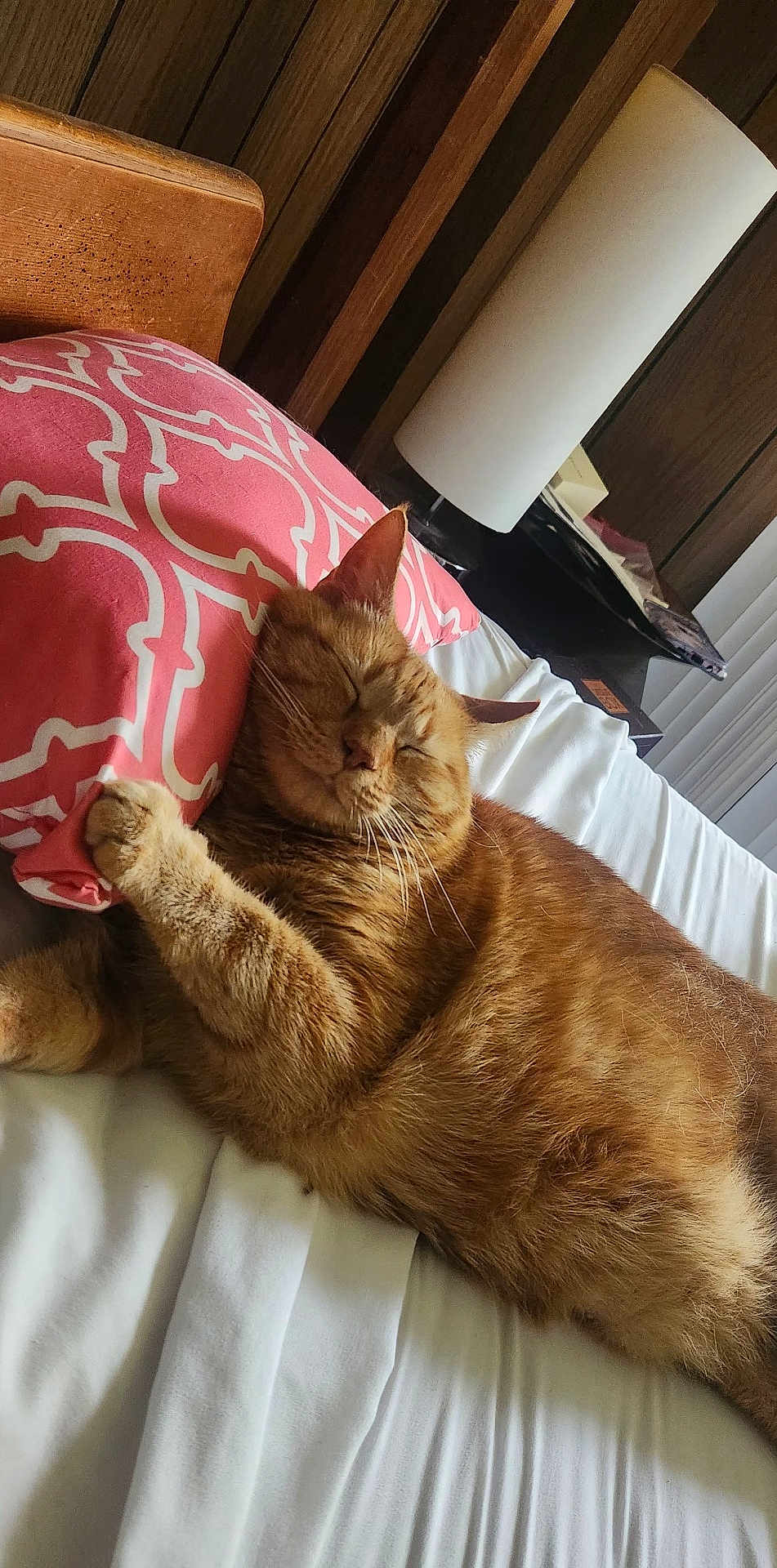 Peaches joined the competition — help win amazing prizes! cat, ginger_cat, sleeping, bed, pillow, pink_pillow, white_bed, cozy, feline, resting, indoor, wood_paneling, lamp, cute, pet, fur, relaxed, home, animal, whiskers