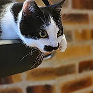 Chaplin participe au concours pour gagner de l'argent avec cette photo : cat, black_and_white, mustache_pattern, whiskers, chair, indoor, brick_wall, pet, animal, curious, close_up, portrait, feline, relaxed, domestic_cat, focus, side_view, cute, soft_background, alert