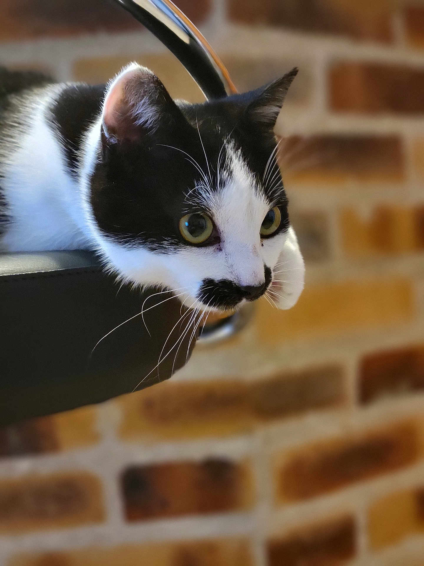 Chaplin participe au concours pour gagner de l'argent avec cette photo : cat, black_and_white, mustache_pattern, whiskers, chair, indoor, brick_wall, pet, animal, curious, close_up, portrait, feline, relaxed, domestic_cat, focus, side_view, cute, soft_background, alert