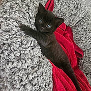 Dolly is registered to the contest to win money with this photo: animal, black_cat, blue_eyes, claw, cozy, curious, cute, feline, fluffy_bed, fur, indoor, kitten, paw, pet, red_blanket, resting, sleepy, small, whiskers, young