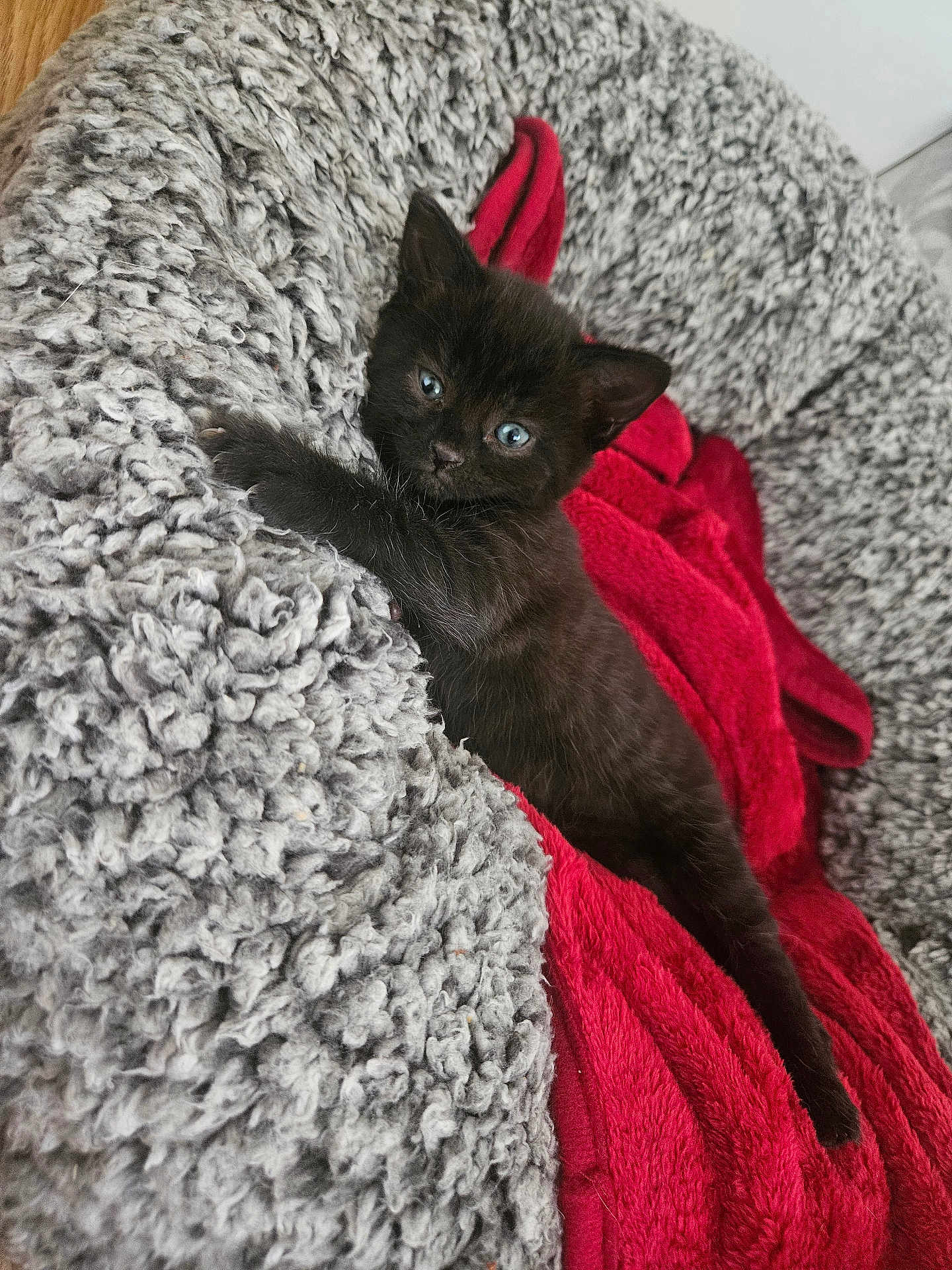 Dolly is registered to the contest to win money with this photo: animal, black_cat, blue_eyes, claw, cozy, curious, cute, feline, fluffy_bed, fur, indoor, kitten, paw, pet, red_blanket, resting, sleepy, small, whiskers, young