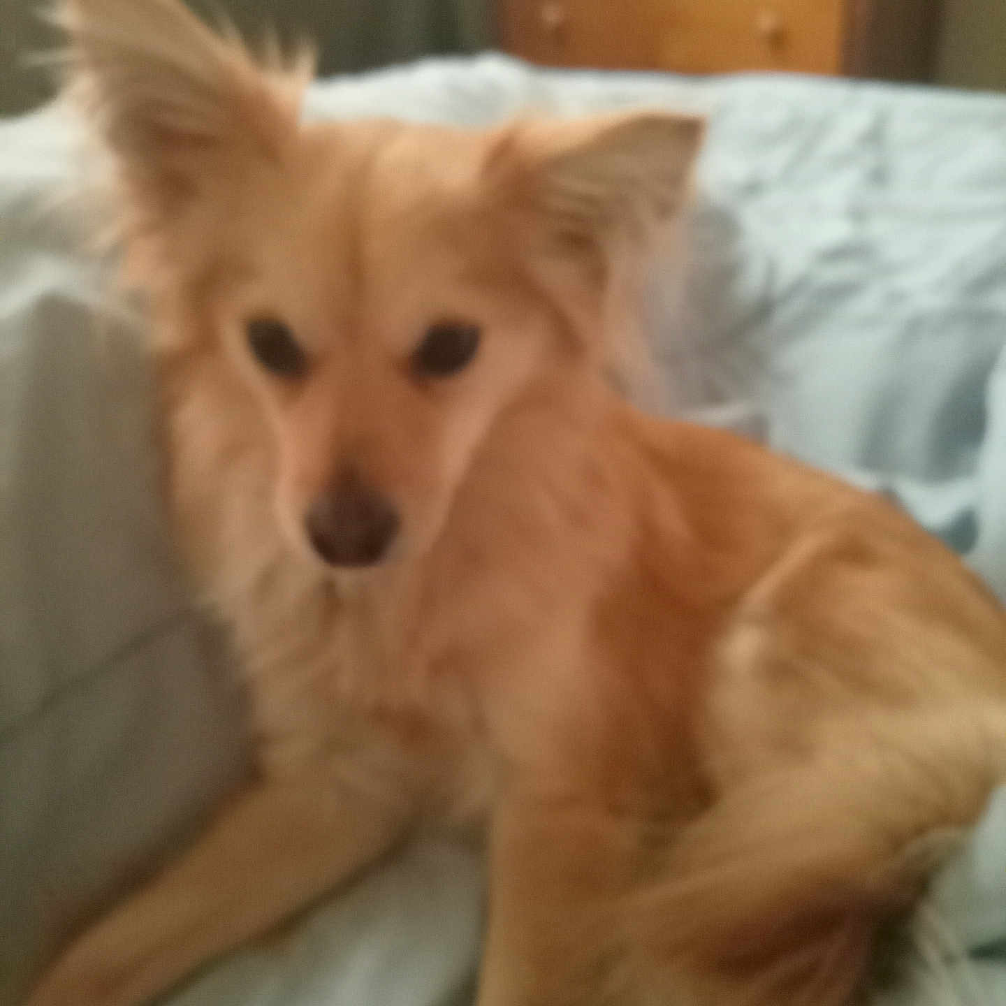 Murphy joined the competition — help win amazing prizes! animal, bed, bedroom, blurry, canine, companion, cozy, dog, domestic, drapes, ears, fur, furniture, indoor, light_brown, pet, relaxed, resting, soft, wooden_dresser