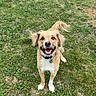 dog, golden_dog, pet, animal, outdoor, grass, lawn, backyard, smiling, happy, standing, furry, floppy_ears, long_tail, white_chest, white_paws, collar, leash, portrait, natural_light
