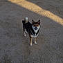 Biscuit joined the competition — help win amazing prizes! animal, canine, companion, daylight, dirt, dog, ears, friendly, fur, ground, mammal, nature, outdoor, pet, shadow, shiba_inu, smiling, standing, sunlight, tail