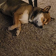 Biscuit is registered to the contest to win money with this photo: animal, brown, canine, carpet, cozy, dog, floor, fur, home, indoor, mammal, paw, pet, quiet, relaxation, resting, sleeping, table_leg, white