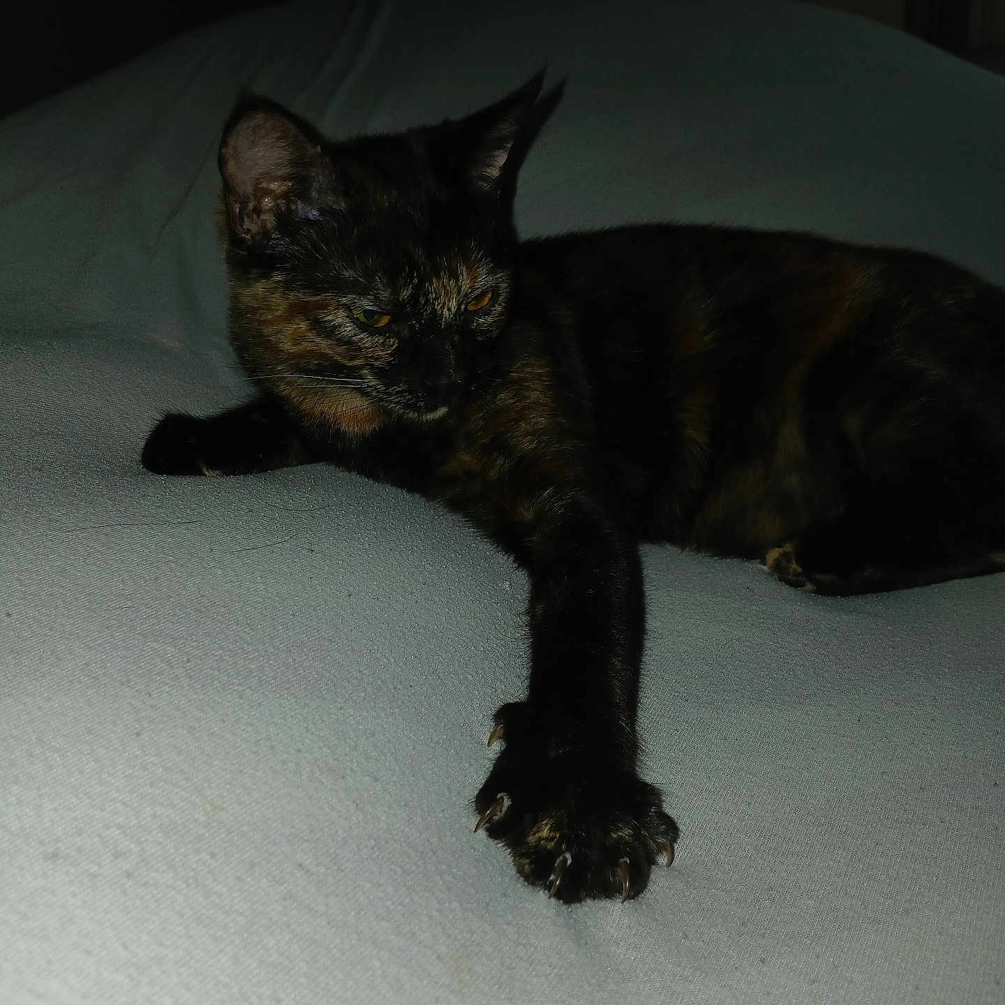 Kookie participe au concours pour gagner de l'argent avec cette photo : animal, cat, claws, claws_out, dim_light, domestic, ears, eyes, fabric, feline, fur, grey_background, indoor, laying_down, paw, pet, resting, stretching, tortoiseshell, whiskers