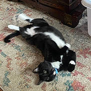 Mushy Mush joined the competition — help win amazing prizes! cat, black_and_white, pet, animal, lying_down, upside_down, playful, relaxed, belly_up, whiskers, blue_collar, indoor, rug, carpet, wooden_chest, furniture, home, portrait, motion_blur, funny