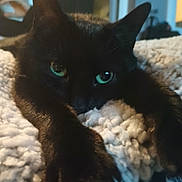 Patches is registered to the contest to win money with this photo: cat, black_cat, pet, feline, green_eyes, blanket, paws, close_up, cozy, indoor, portrait, whiskers, ears, bedding, fur, relaxed, sleepy, living_room, nap, texture