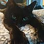 cat, black_cat, pet, feline, green_eyes, blanket, paws, close_up, cozy, indoor, portrait, whiskers, ears, bedding, fur, relaxed, sleepy, living_room, nap, texture