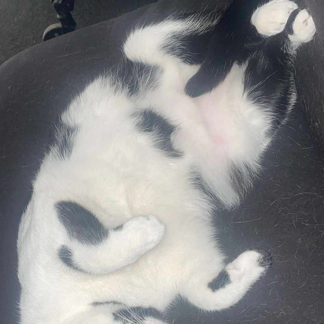 Sophie
