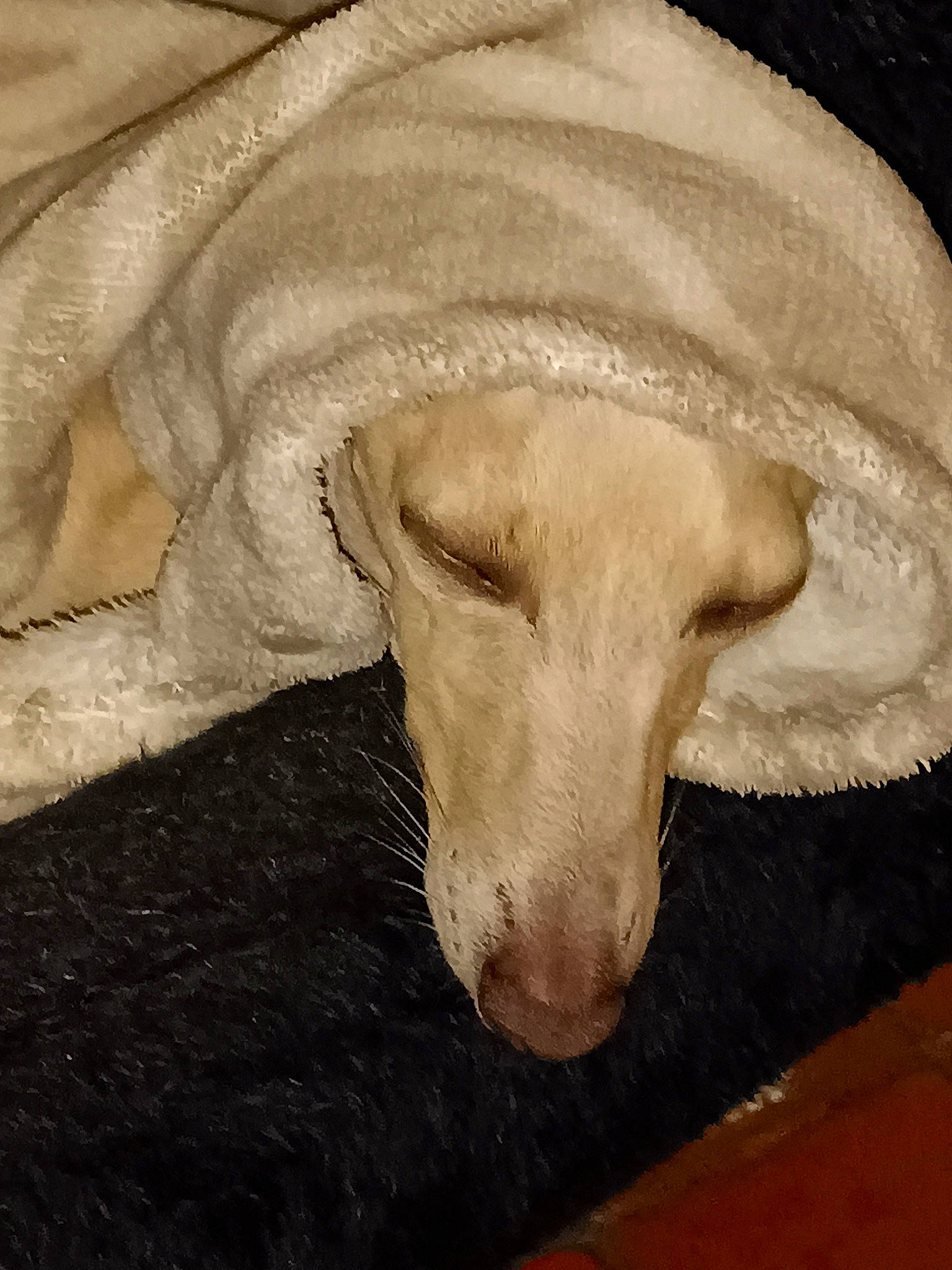 Reine a rejoint le concours — aidez-le/la à gagner de superbes lots ! canidae, carnivore, comfort, companion_dog, dog, dog_breed, fawn, flooring, nap, non_sporting_group, snout, sporting_group, tail, terrestrial_animal, tints_and_shades, whiskers, wood, working_animal