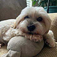 Mylo is registered to the contest to win money with this photo: dog, plush_toy, couch, indoor, pet, resting, white_fur, close_up, cozy, carpet, plant, window_blinds, cute, soft_toy, relaxed, animal, fur, home, comfort, portrait