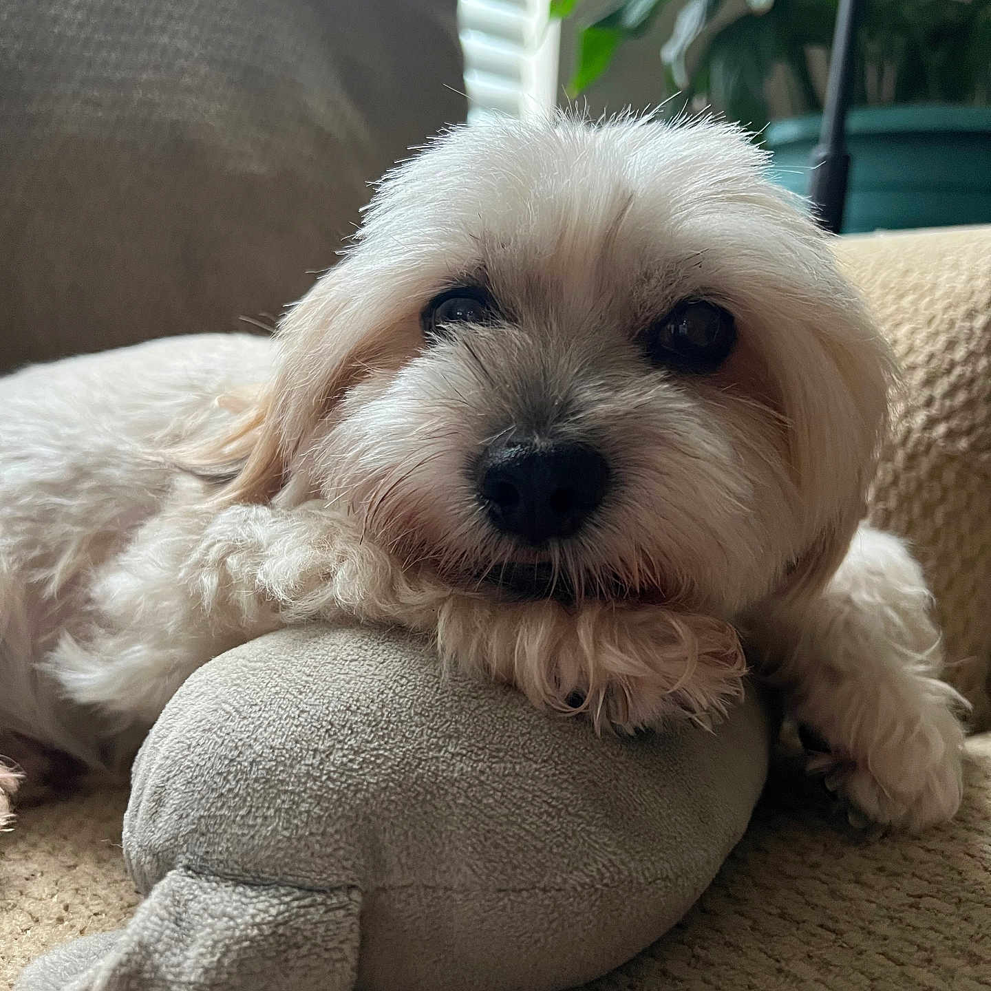 Mylo