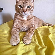 Lana Del Rey is registered to the contest to win money with this photo: cat, orange_tabby, pet, animal, feline, fur, whiskers, paws, bed, blanket, yellow, indoor, resting, looking, cute, mammal, domestic, relaxed, portrait, closeup