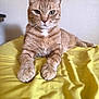 cat, orange_tabby, pet, animal, feline, fur, whiskers, paws, bed, blanket, yellow, indoor, resting, looking, cute, mammal, domestic, relaxed, portrait, closeup