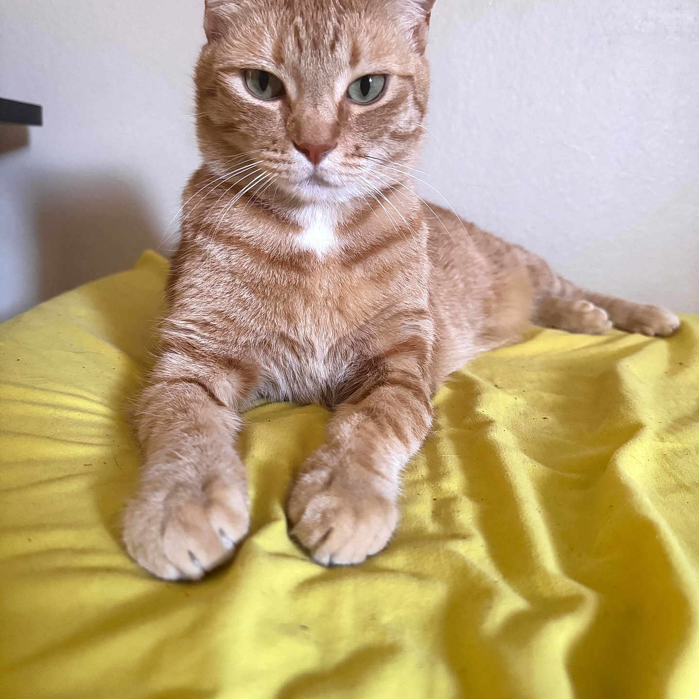Lana Del Rey is registered to the contest to win money with this photo: animal, bed, blanket, cat, closeup, cute, domestic, feline, fur, indoor, looking, mammal, orange_tabby, paws, pet, portrait, relaxed, resting, whiskers, yellow