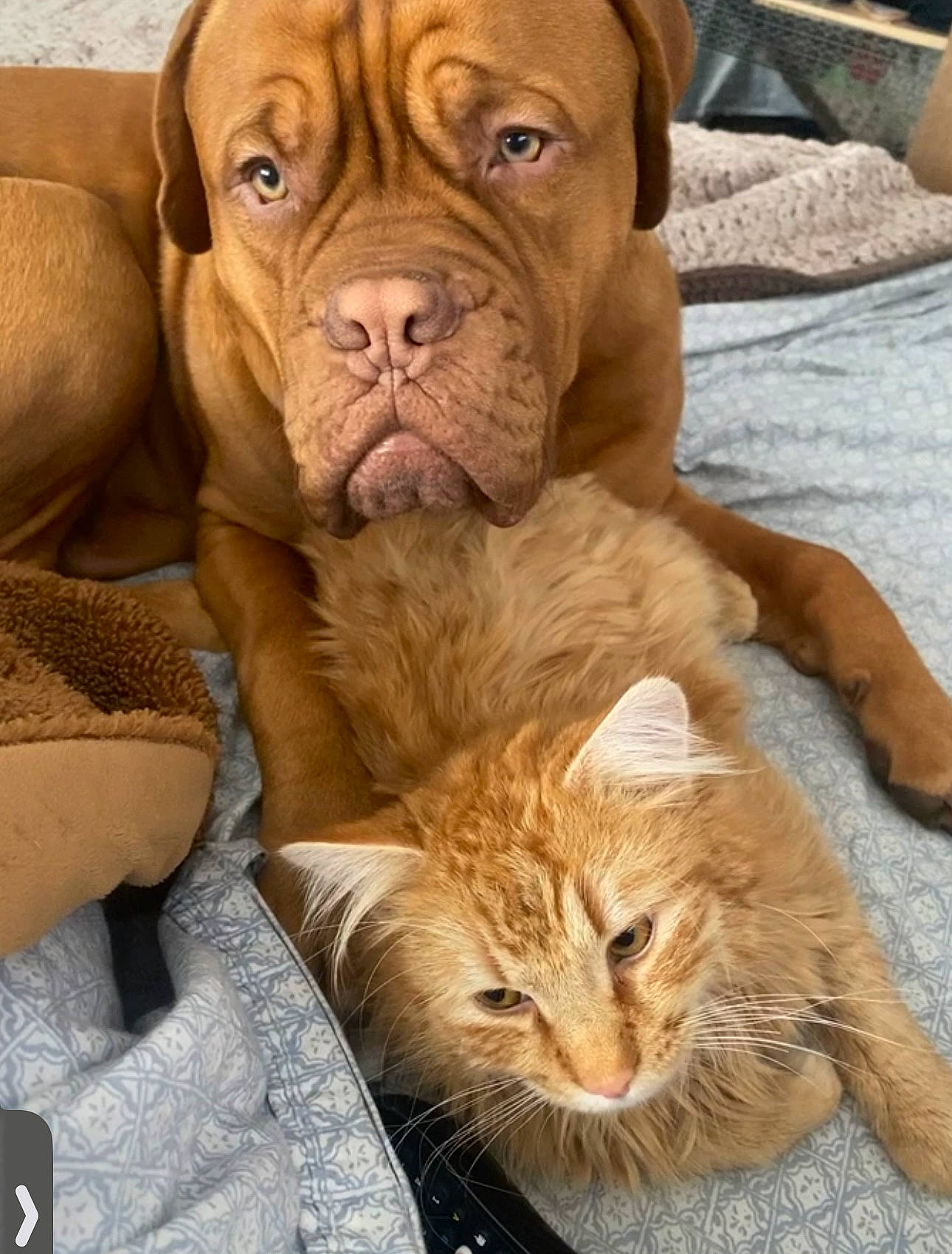 Leo is registered to the contest to win money with this photo: canidae, carnivore, cat, comfort, companion_dog, dog, dog_breed, domestic_short_haired_cat, fawn, fur, liver, molosser, peach, shar_pei, snout, sporting_group, terrestrial_animal, whiskers, working_animal, wrinkle