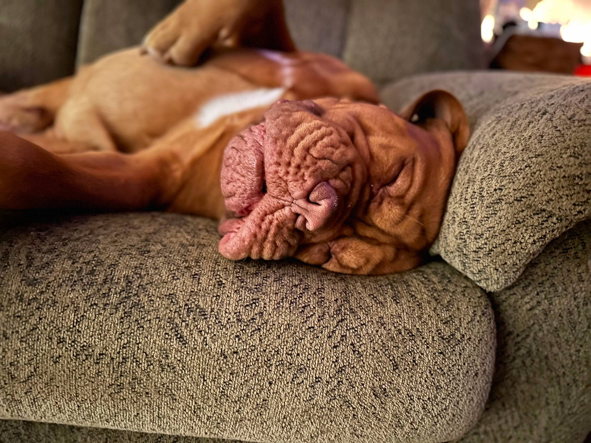 Leo joined the competition — help win amazing prizes! bed_sheet, canidae, carnivore, comfort, companion_dog, dog_breed, fawn, felidae, flesh, flooring, fur, human_leg, linens, nail, nap, sporting_group, terrestrial_animal, wood, wrinkle, wrist