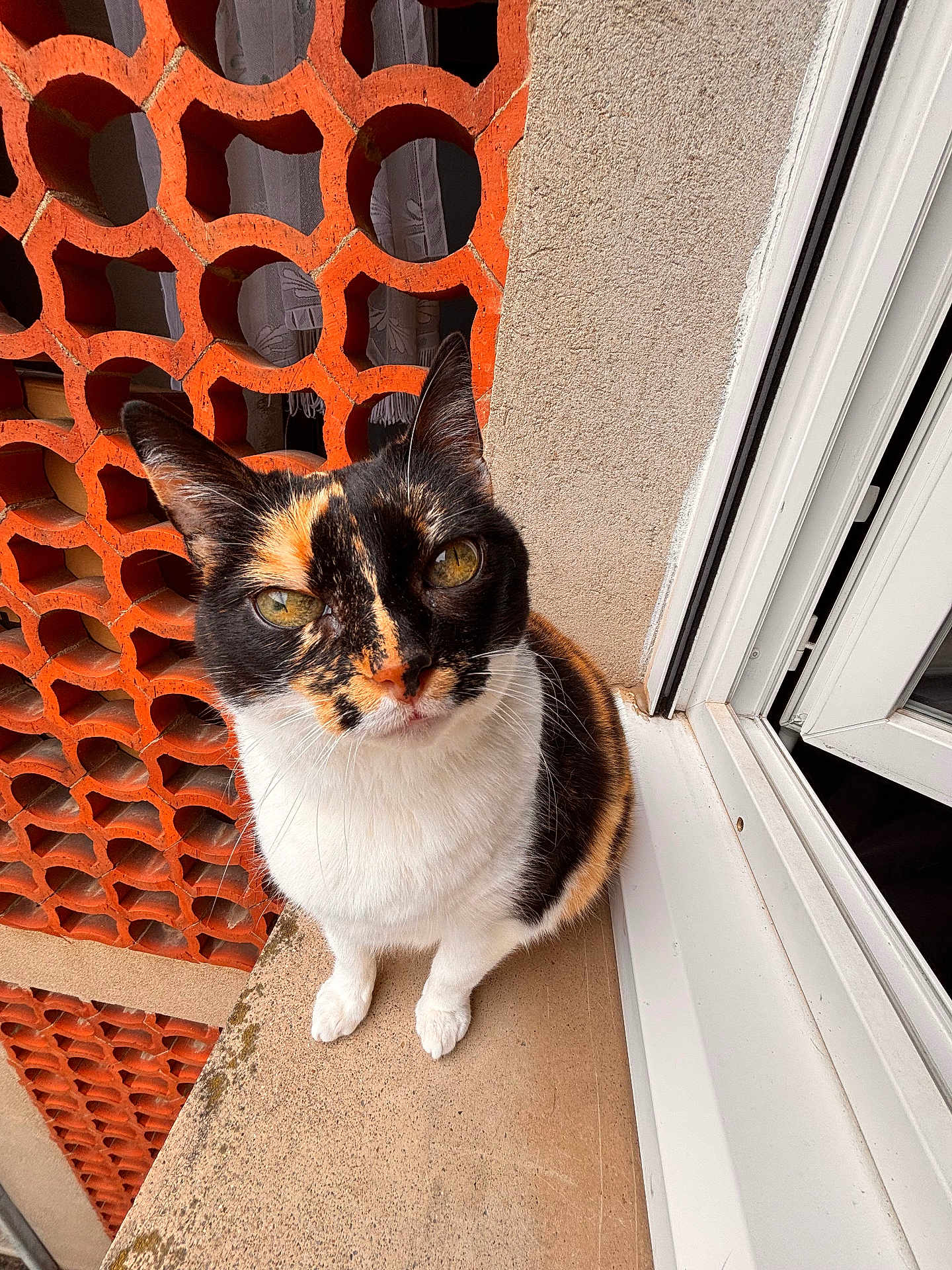 Mimine participe au concours pour gagner de l'argent avec cette photo : cat, calico_cat, pet, animal, portrait, face, ears, whiskers, eyes, sitting, window, windowsill, brick_wall, terracotta, balcony, outdoor, curtain, fur, white_paws, close_up