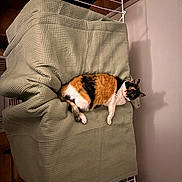 Mimine participe au concours pour gagner de l'argent avec cette photo : cat, calico_cat, pet, feline, indoor, blanket, quilt, upholstery, laundry_rack, shelf, wall, cozy, resting, lying_down, looking_at_camera, eyes, paws, tail, home, clutter