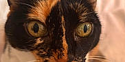 Mimine a rejoint le concours — aidez-le/la à gagner de superbes lots ! cat, calico, tortoiseshell, close_up, portrait, whiskers, wide_eyes, ears, pet, indoor, collar, bell, curiosity, feline, looking_up, fur, nose, face, bed, soft_bedding