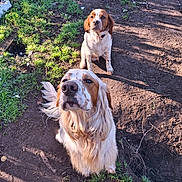Urgo Et Wicking a rejoint le concours — aidez-le/la à gagner de superbes lots ! dog, outdoor, grass, dirt, sunlight, shadow, pet, animal, nature, brown, white, fur, sitting, two_dogs, curious, attentive, ears, nose, collar, playful