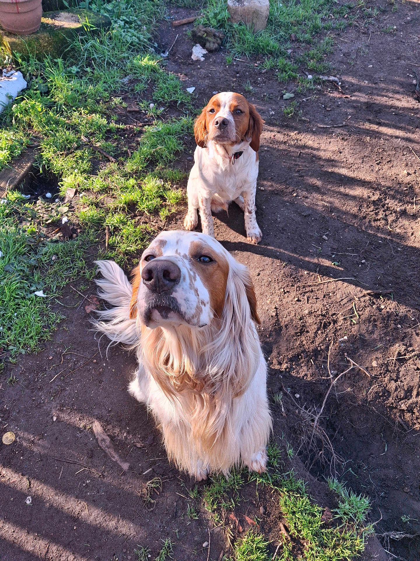 Urgo Et Wicking a rejoint le concours — aidez-le/la à gagner de superbes lots ! dog, outdoor, grass, dirt, sunlight, shadow, pet, animal, nature, brown, white, fur, sitting, two_dogs, curious, attentive, ears, nose, collar, playful