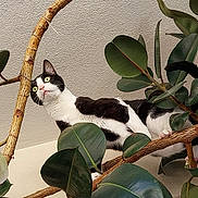 Toupy a rejoint le concours — aidez-le/la à gagner de superbes lots ! animal, black_and_white, branch, cat, claws, close_up, curious, feline, funny_expression, fur, green, houseplant, indoor, leaf, nature, pet, plant, tree, whiskers, wide_eyes