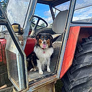 Vichy a rejoint le concours — aidez-le/la à gagner de superbes lots ! dog, australian_shepherd, tractor, farm, vehicle, cab, tire, wheel, seat, steering_wheel, outdoor, sky, grass, metal, rust, pet, collar, tongue_out, fur, smile