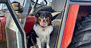 Vichy a rejoint le concours — aidez-le/la à gagner de superbes lots ! australian_shepherd, cab, collar, dog, farm, fur, grass, metal, outdoor, pet, rust, seat, sky, smile, steering_wheel, tire, tongue_out, tractor, vehicle, wheel