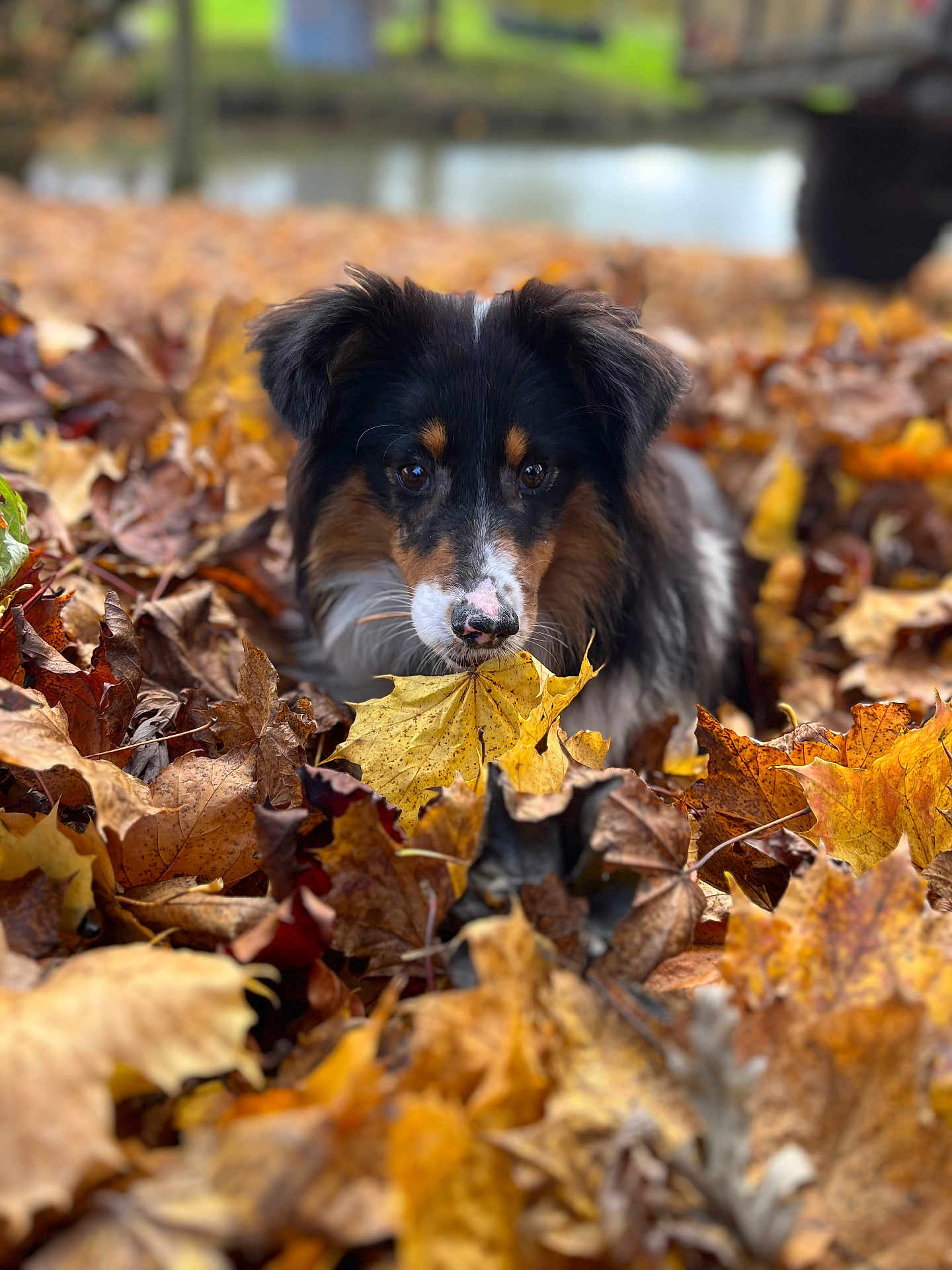 Vichy participe au concours pour gagner de l'argent avec cette photo : dog, pet, autumn, leaves, leaf, outdoor, close_up, portrait, bokeh, black_fur, white_markings, brown_fur, nose, eyes, park, seasonal, nature, playful, laying, ground