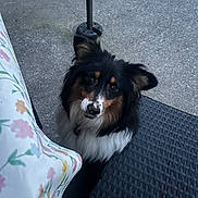 Vichy a rejoint le concours — aidez-le/la à gagner de superbes lots ! dog, pet, outdoor, animal, fluffy, black, brown, white, face, ears, eyes, tablecloth, pattern, mat, concrete, waiting, cute, looking_up, companion, domestic_animal