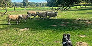Vichy participe au concours pour gagner de l'argent avec cette photo : dog, sheep, pasture, grass, apple_tree, apples, meadow, farm, herd, animal, outdoor, blue_sky, clouds, fence, rural, nature, tree, herding_dog, grazing, sunlight