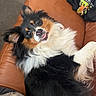 Vichy a rejoint le concours — aidez-le/la à gagner de superbes lots ! dog, couch, leather, black, white, brown, fur, pet, indoor, relaxed, smile, face, ears, clothing, fabric, camouflage, seat, fur_pattern, tongue, looking_up