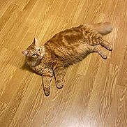 Disco a rejoint le concours — aidez-le/la à gagner de superbes lots ! cat, cute, domestic_cat, ears, feline, fluffy, fur, ginger_cat, hardwood_floor, indoor, looking_up, lounging, orange_tabby, paws, pet, portrait, relaxed, tail, whiskers, wood_floor