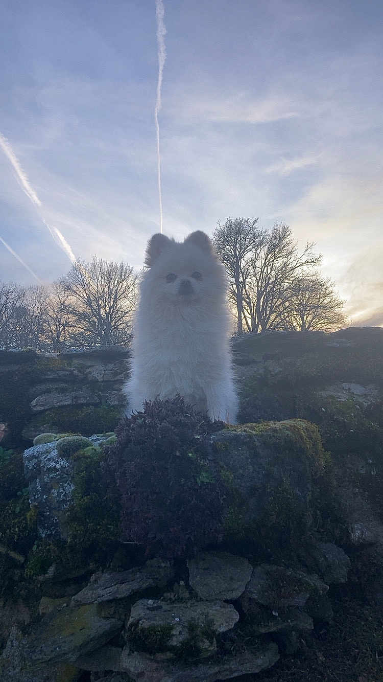Snoopy a rejoint le concours — aidez-le/la à gagner de superbes lots ! dog, pomeranian, fluffy, stone_wall, moss, sky, contrail, sunset, backlit, silhouette, tree, outdoors, pet, animal, portrait, fur, standing, ruins, nature, cute