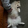 Snoopy participe au concours pour gagner de l'argent avec cette photo : dog, pomeranian, puppy, fluffy, belly, petting, hand, paw, tail, fur, couch, carpet, indoor, relaxed, lying_on_back, adorable, small_dog, cream_colored, cozy, side_eye
