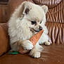 carrot_toy, closeup, couch, cute, dog, fur, indoor, leather_sofa, looking_away, nose, paw, pet, plush_toy, pomeranian, portrait, puppy, sitting, small_dog, toy, white_fur