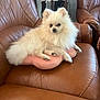 armchair, cushion, cute, dog, ears, fluffy, fur_texture, indoor, leather_chair, living_room, nose, paws, pet, pink_pillow, pomeranian, portrait, relaxed, sitting, small_dog, white_fur