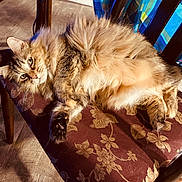 Chloe is registered to the contest to win money with this photo: animal, cat, chair, cozy, cushion, cute, domestic, fluffy, fur, furniture, home, indoor, patterned, paw, pet, relaxed, resting, sunlight, tabby, whiskers